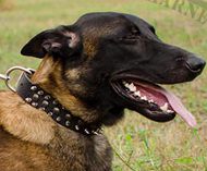 home training dog leather collar