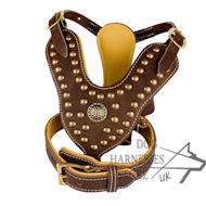 Studded Leather Dog Harness and Padded Collar - Set UK