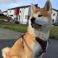 Akita Inu Harness of Strong Leather with Felt Padded Chest Plate