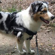 Australian Shepherd Harness with ID Patches, All-Weather Nylon