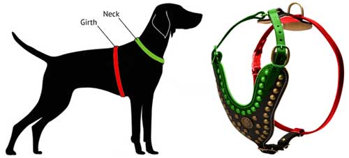 How to Measure Dog for Leather Harness