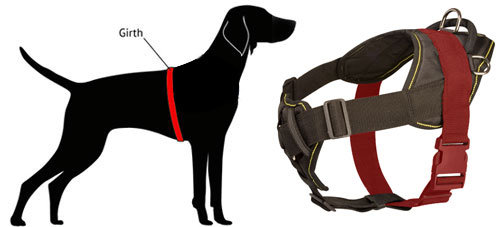 How to Measure Dog for Nylon Harness