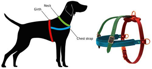 How to Measure Dog for Harness H5