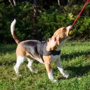 Solid Dog Ball on String for Interactive Games with
Beagle