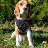 K9 Harness Beagle
