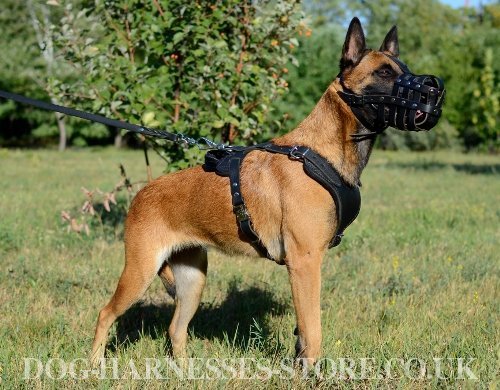 Best Dog Harness to Buy