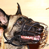 Best Dog Muzzle for Belgian Malinois Daily Activities