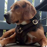 Best Harness for Beagle Mix Breed Training and Walking, Leather