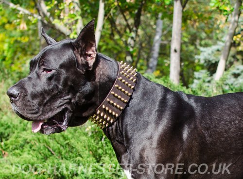 Extra Wide Dog Collar UK