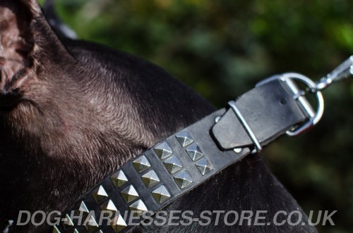 Trendy Dog Collars UK