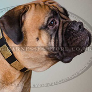 Bullmastiff Leather Collar with Gorgeous Brass Plates