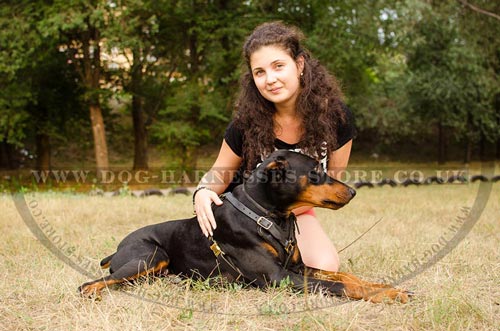 Doberman in Harness with Trainer