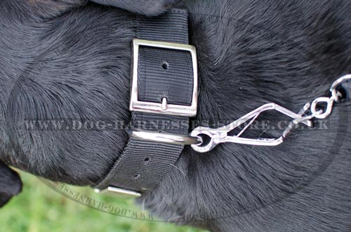Dog Collars with Buckle for Swiss Mountain Dog