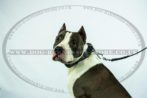 Amstaff Dog Collar UK Ancient-Like Decor