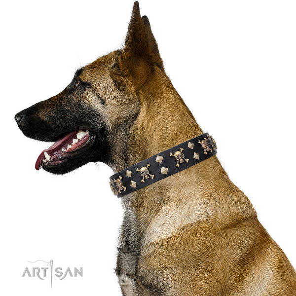Belgian Malinois Dog Collar