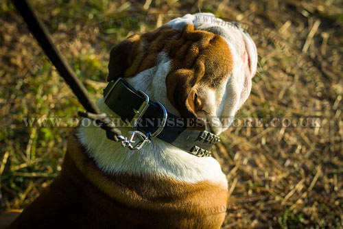 Best British Bulldog Collar