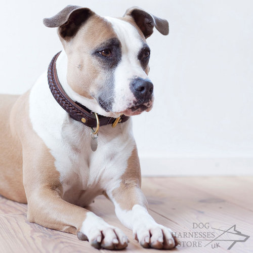 Braided Leather Dog Collars