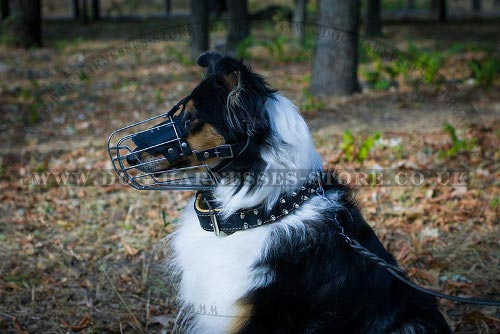 Collie Dog Muzzle