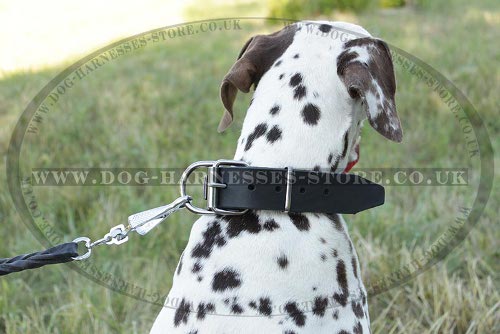 Dog Collars for Dalmatian