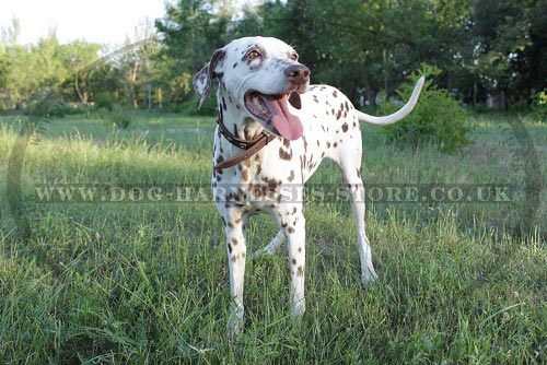 Dog Collar for Dalmatian