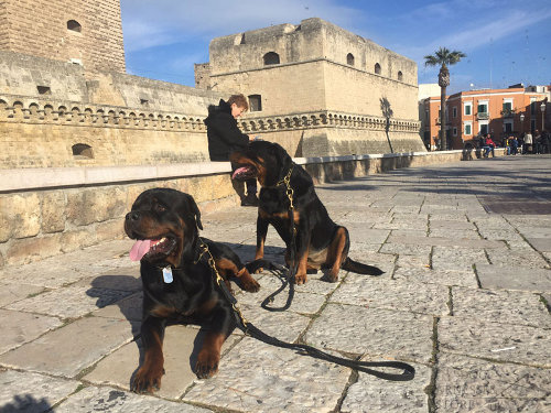 Rottweiler Collars and Leashes UK