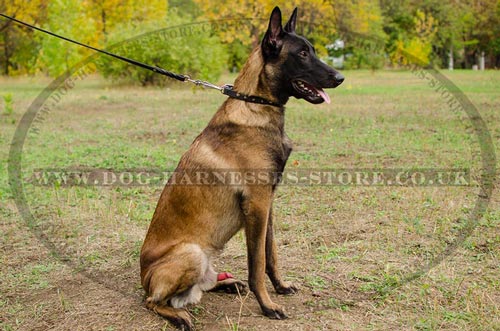Spiked Dog Collar for Belgian Malinois