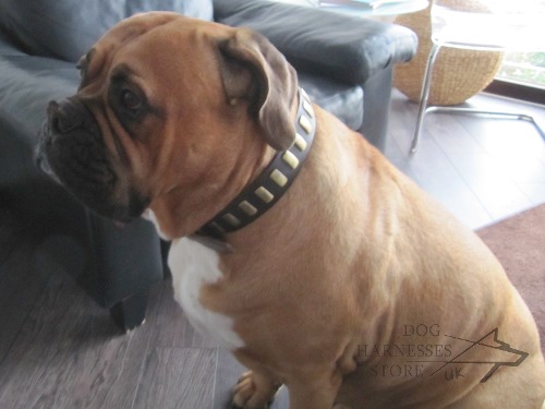 Trendy Dog Collar