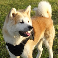 Dog Harness of Nylon with Handle for Akita Inu - Hachiko