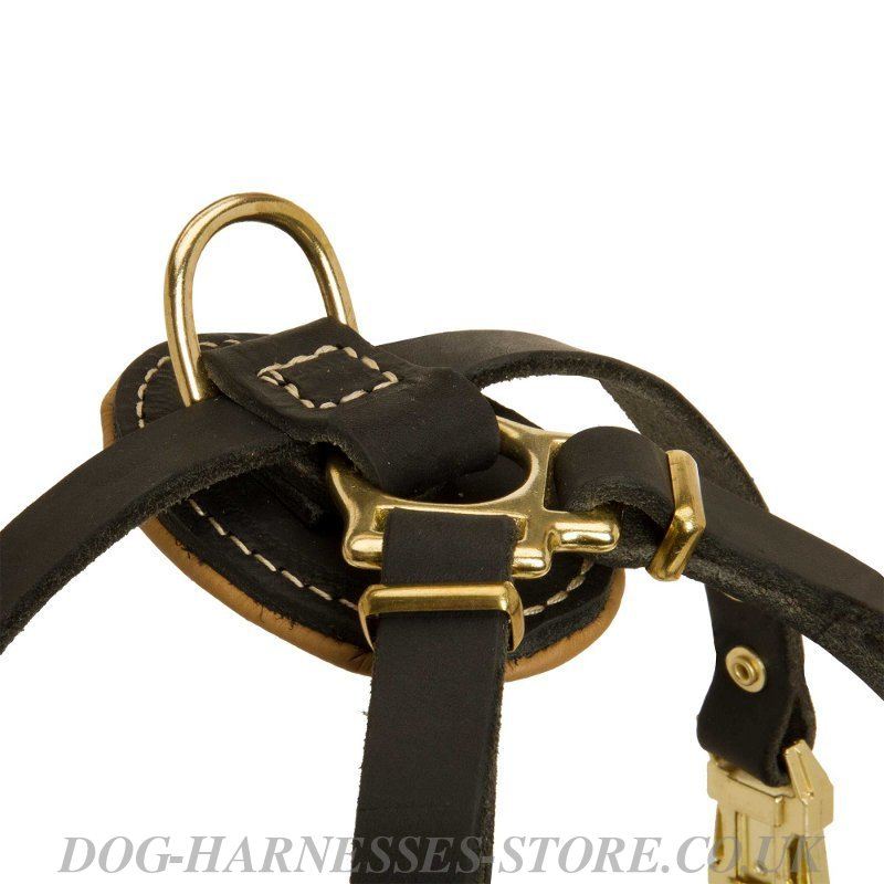 best harness for small dogs easy walk harness leather easy get free image about wiring diagram best harness for small dogs easy walk harness leather easy get free image about wiring diagram