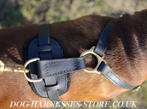 Boxer Leather Harness