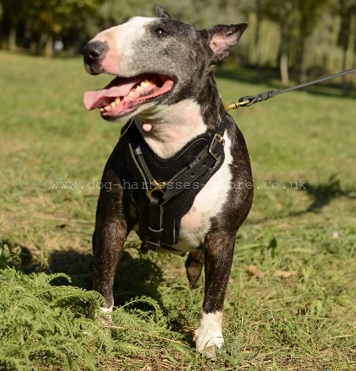 Padded Dog Harness for Bull Terrier UK