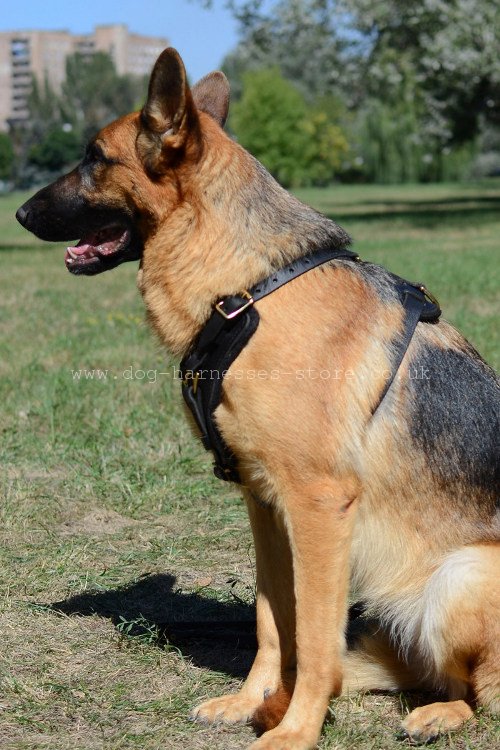 Padded Dog Harness for German Shepherd