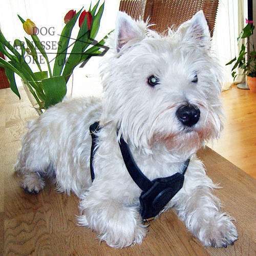West Highland White Terrier Harness
