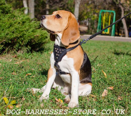 Beagle Harness