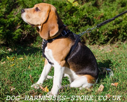 Beagle Puppy Harness