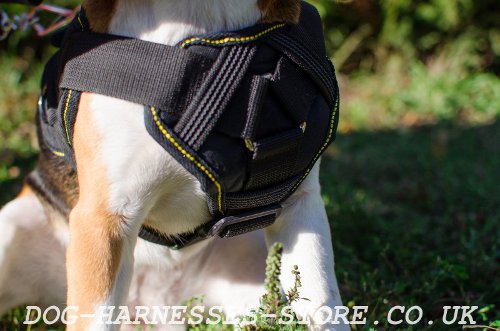 Beagle Walking Harness