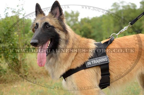 Belgian Tervuren Dog Harness