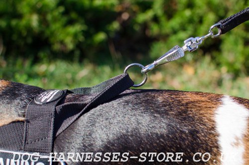 Best Dog Harness for Beagle