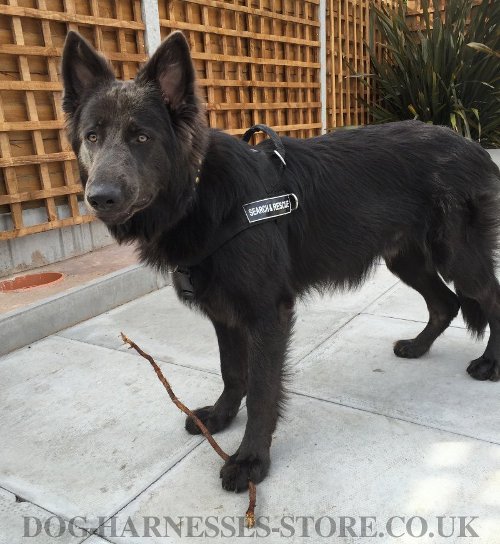 Best Harness for GSD