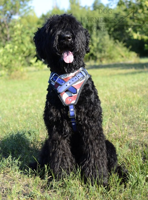 Black Russian Terrier Harness UK