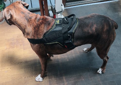 Boxer Dog with Harness