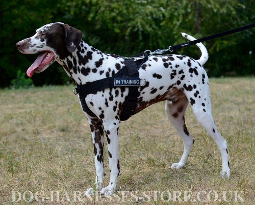 Dalmatian Dog Harness UK