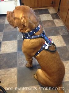 Dog Harness for Dogue de Bordeaux UK