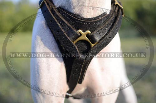 Dog Harness for Pointer