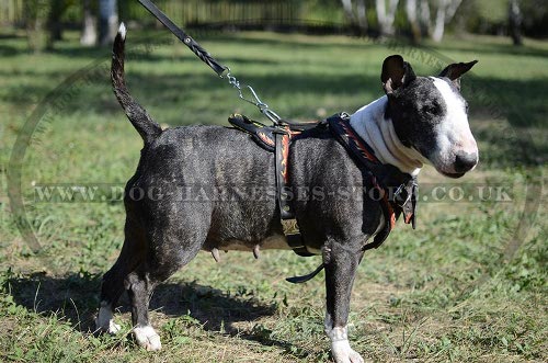 Leather Bull Terrier Harness
