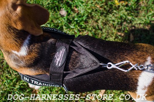 Harness for a Beagle