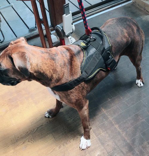 Harness for Boxer Dog in UK