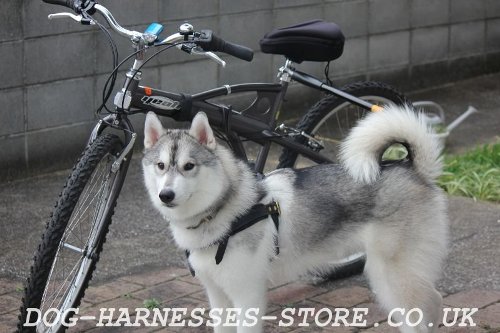 Husky Harness for Bike