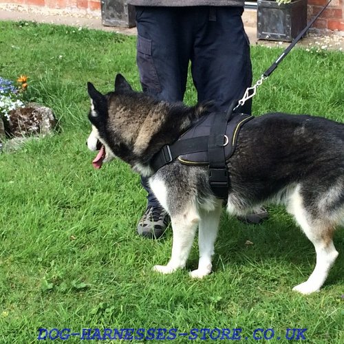 Husky Dog Harness UK