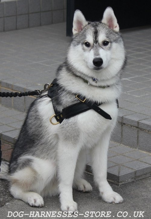 Husky Harness for Pulling